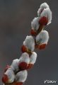 055 Fiore invernale.JPG